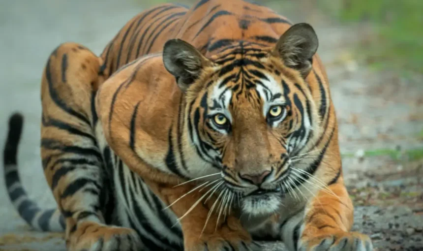In the Realm of Tigers: A Jungle Safari Experience